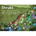 thumbnail image 1 of Expert Gardener 2.25gal Golden Euonymus Live Shrub Plant Sun, 1 of 5