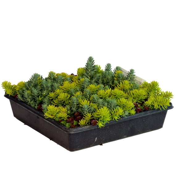 Expert Gardener 2.2 Quart Sedum Multicolor Perennial Groundcover Outdoor Live Plants Full Sun
