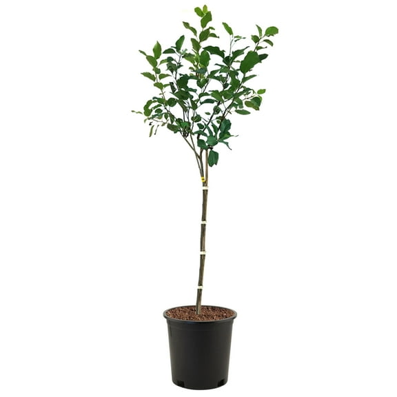 Expert Gardener 2-3 ft. tall Aomori Apple Live Tree in 5-Gallon Grower Pot