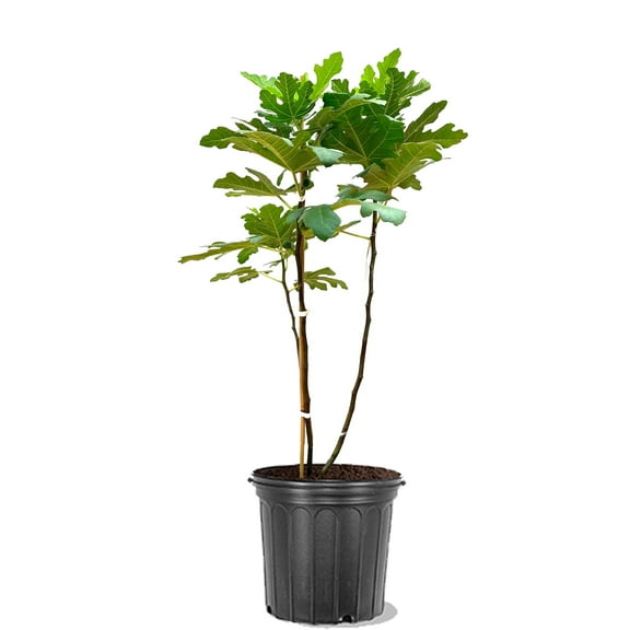 Expert Gardener 2-3 ft tall Chicago Hardy Fig Live Tree in 5-Gallon Grower Pot