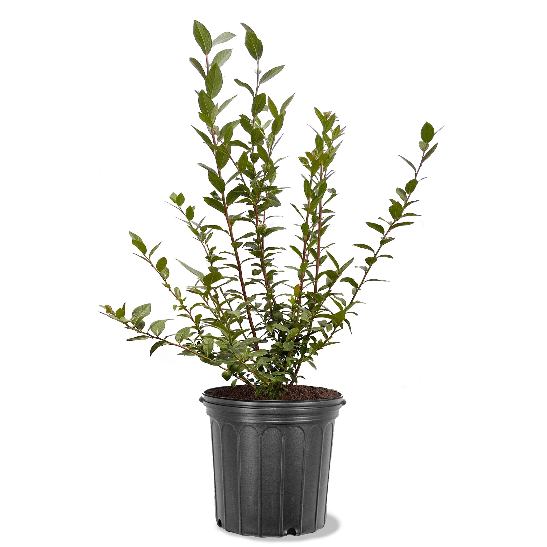 Expert Gardener 2-3 ft tall Climax Rabbiteye Blueberry Live Shrub in 5-Gallon Grower Pot