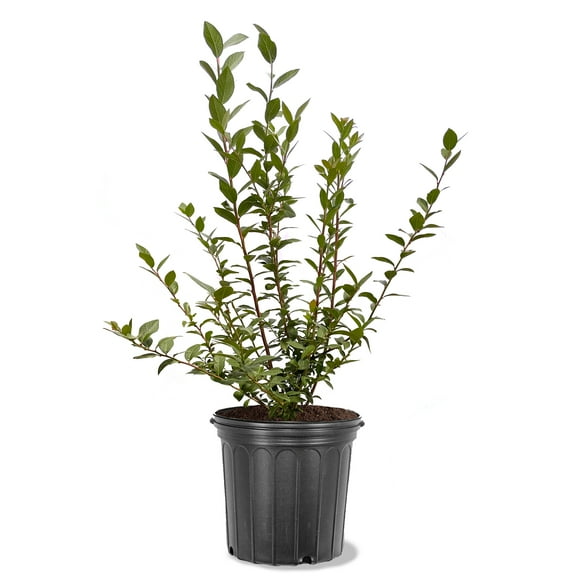 Expert Gardener 2-3 ft. tall Climax Rabbiteye Blueberry Live Shrub in 5-Gallon Grower Pot