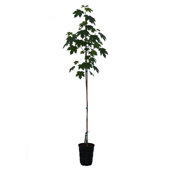 Expert Gardener 2-3' Dogwood Mountain Moon in 1 gal. Grower Pot