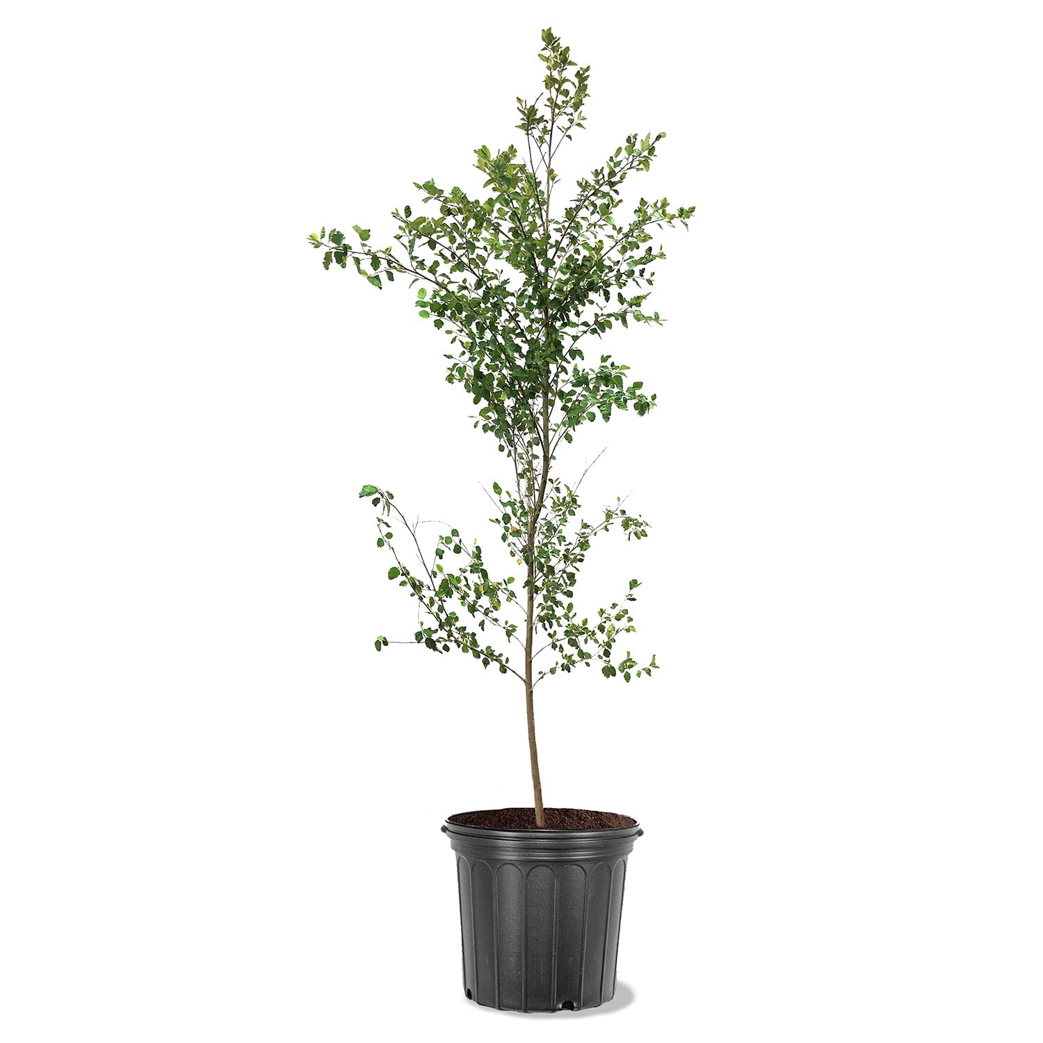 Expert Gardener Dura Heat River Birch Live Tree, 2-3 ft Tall, 5 gal Grower Pot