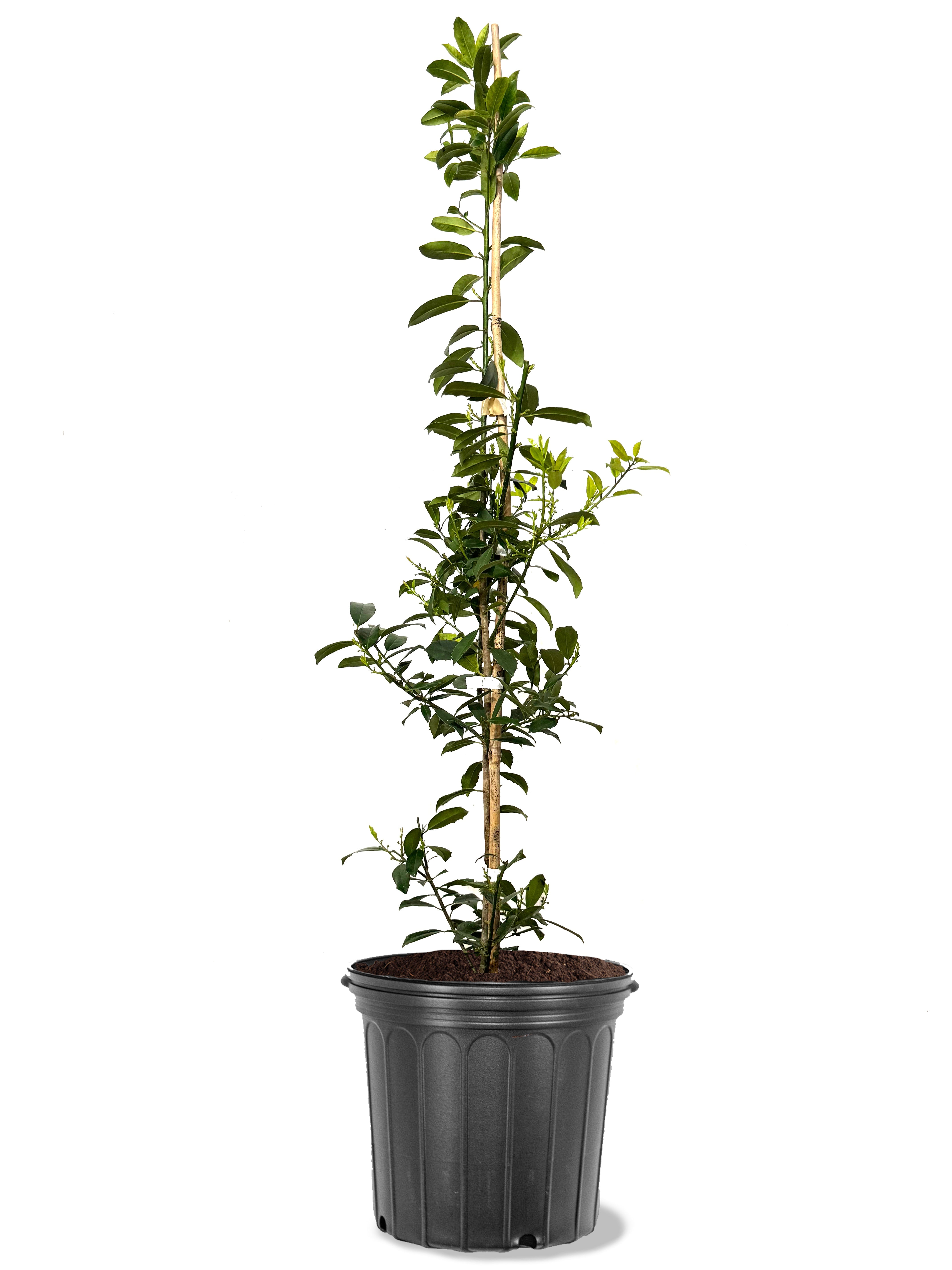 Expert Gardener 1.5- 2 ft tall Eagleston Holly Live Tree in 3-Gallon Grower Pot