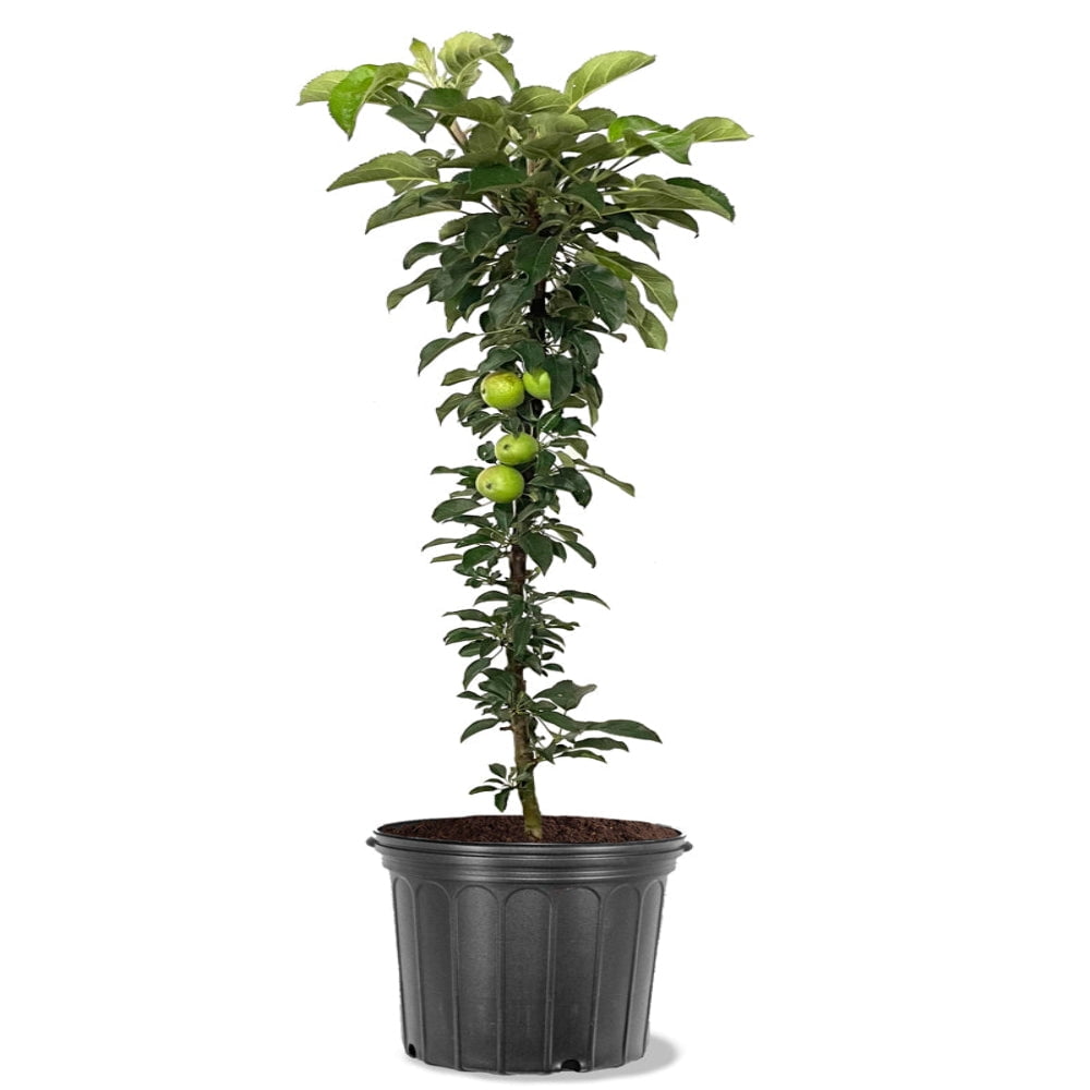 Expert Gardener 2-3 ft. tall Golden Sentinel Columnar Apple Live Tree in 5-Gallon Grower Pot