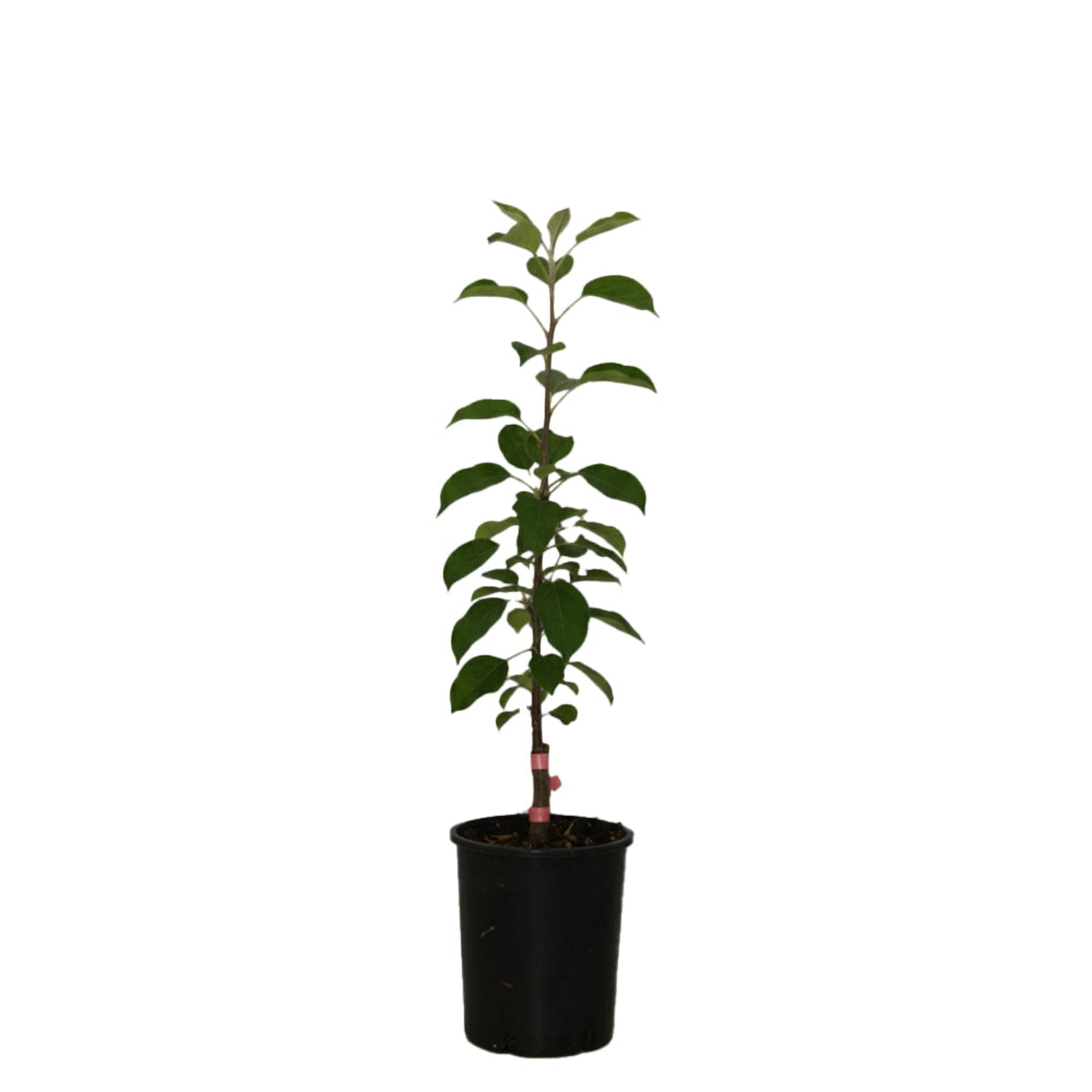 Expert Gardener 2-3' Golden Treat™ Columnar Apple Live Tree in 1 gal. Grower Pot