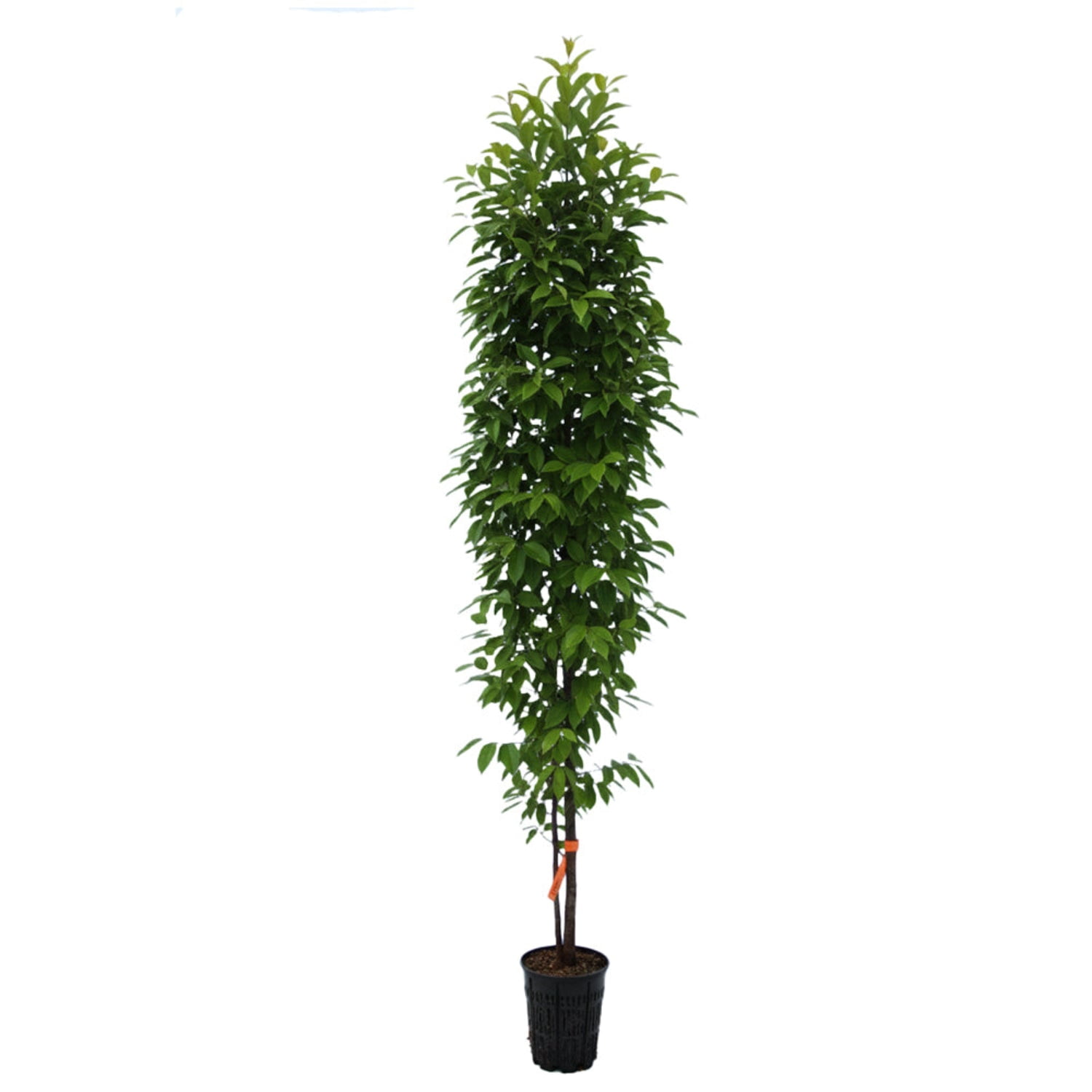 Expert Gardener 2-3' Hornbeam Frans Fontaine in 1 gal. Grower Pot