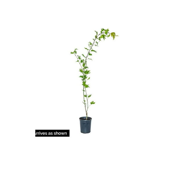 Expert Gardener 1.5- 2 ft tall Green Japanese Maple Live Tree in 3-Gallon Grower Pot