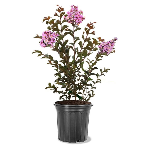 Garden Debut 18-24 in. tall Thunderstruck Lavender Skies Crape Myrtle Live Tree in 3-Gallon Grower Pot