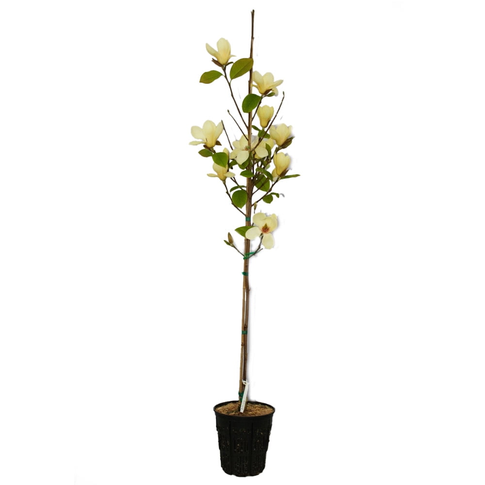 Expert Gardener 2-3' Magnolia Japanese Elizabeth Live Tree in 1 gal. Grower Pot