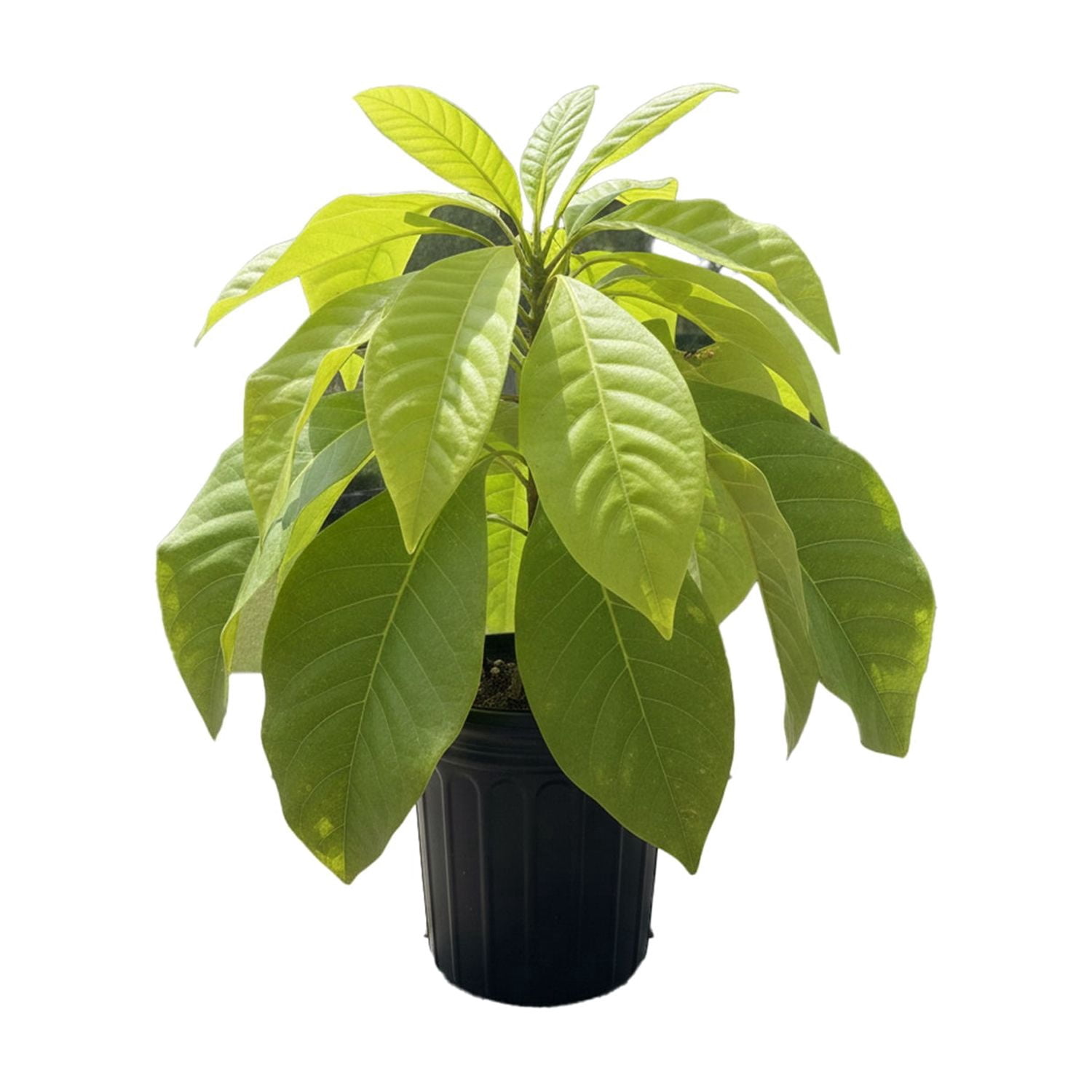Expert Gardener 2-3' Magnolia Umbrella Live Tree in 1 gal. Grower Pot
