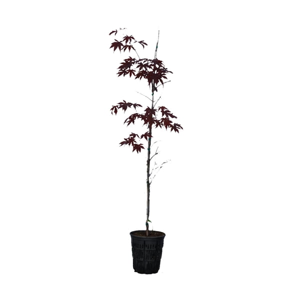 Expert Gardener 2-3' Maple Japanese Tamukeyama in 1 gal. Grower Pot