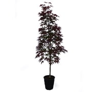 Expert Gardener 2-3 Maple Japanese Twombly s Red Sentinel in 1 gal. Grower Pot
