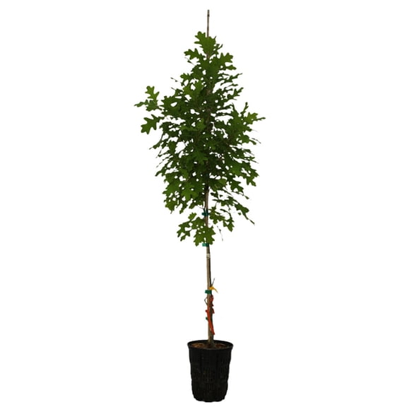 Expert Gardener 2-3' Oak Estelle Live Tree in 1 gal. Grower Pot