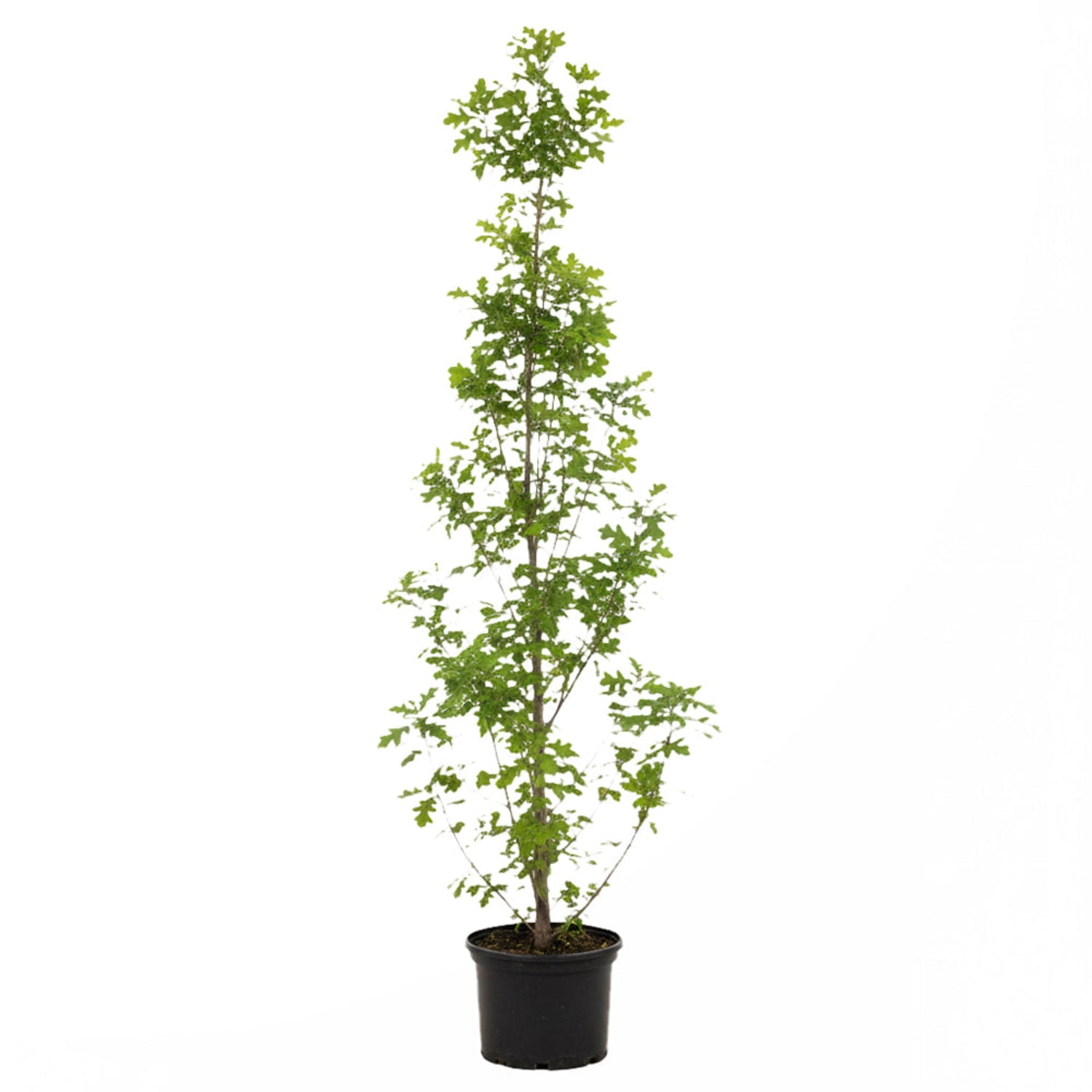 Expert Gardener 2-3' Oak Green Pillar® Live Tree in 1 gal. Grower Pot