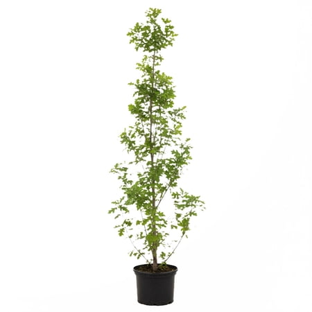Expert Gardener 2-3' Oak Green Pillar® Live Tree in 1 gal. Grower Pot