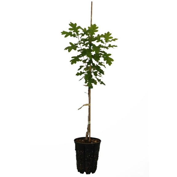 Expert Gardener 2-3' Oak Jack Maze Live Tree in 1 gal. Grower Pot