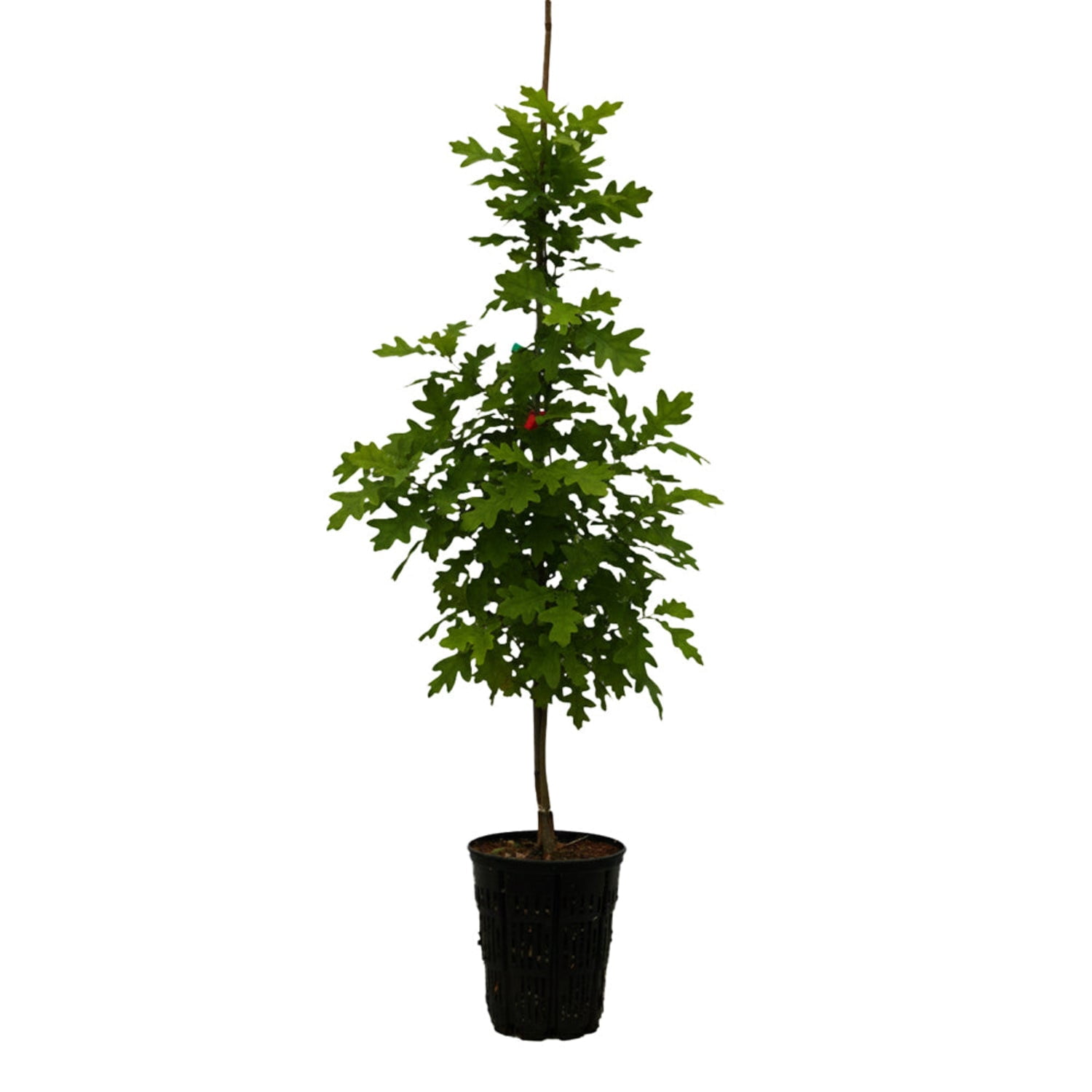Expert Gardener 2-3' Oak Scarlet Letter™ Live Tree in 1 gal. Grower Pot