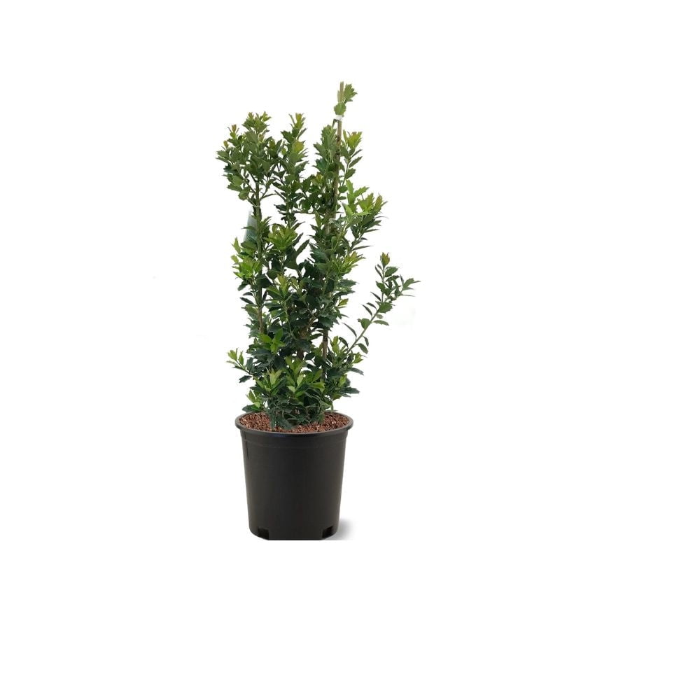Expert Gardener 1.5- 2 ft tall Oak Leaf Holly Live Tree in 3-Gallon Grower Pot