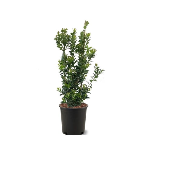 Expert Gardener 1.5- 2 ft tall Oak Leaf Holly Live Tree in 3-Gallon Grower Pot