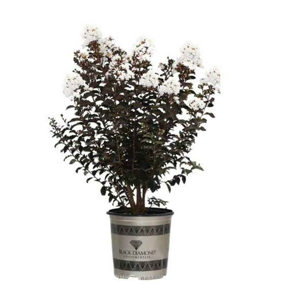 Black Diamond Blooms 18-24 in. tall Radiant Red Crape Myrtle Live Tree in 3-Gallon Grower Pot