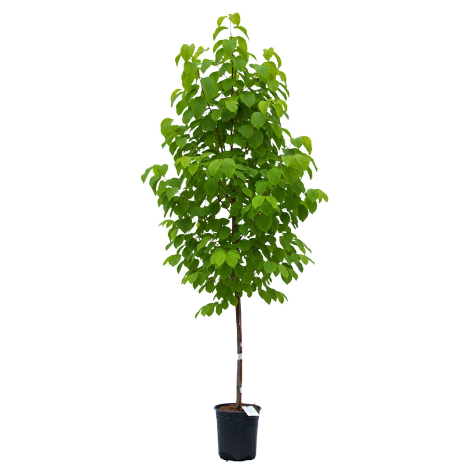 Expert Gardener 2-3' Serviceberry Autumn Brilliance® in 2 gal. Grower Pot