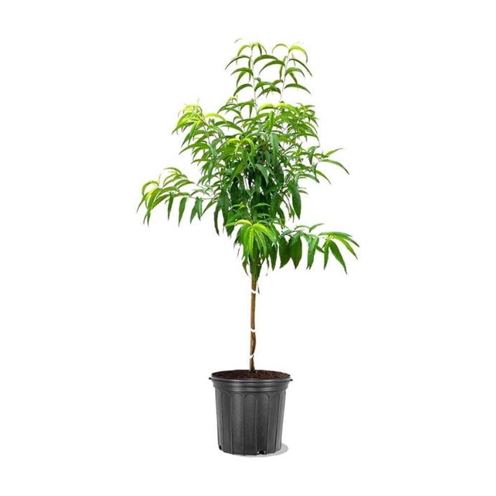 Expert Gardener 2-3 ft tall Sun Best Nectarine Live Tree in 5-Gallon Grower Pot