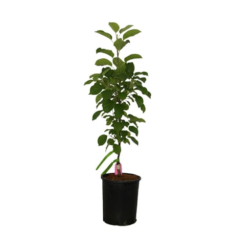 Expert Gardener 2-3' Tangy Green™ Columnar Apple Live Tree in 1 gal. Grower Pot