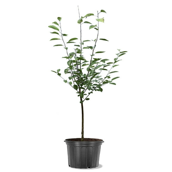 Expert Gardener 2-3 ft. tall Tulare Fruiting Cherry Live Tree in 5-Gallon Grower Pot