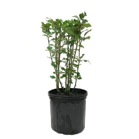 Expert Gardener 2-3 ft. Tall Aphrodite Altehea Live Tree in 3- Gallon Grower Pot