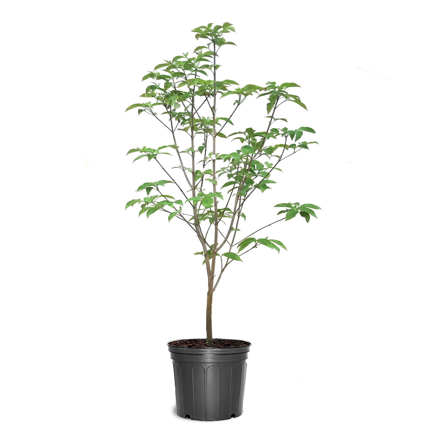 Expert Gardener 2-3 ft. Tall Appalachian Spring Dogwood Live Tree in 3- Gallon Grower Pot