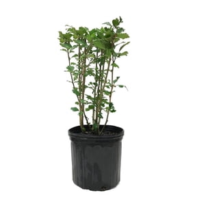 Expert Gardener 2-3 ft. Tall Morning Star Altehea Live Tree in 3- Gallon Grower Pot
