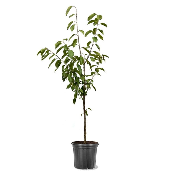Expert Gardener 2-3 ft. Tall Rainer Sweet Cherry Semi Dwarf Live Tree in 3- Gallon Grower Pot