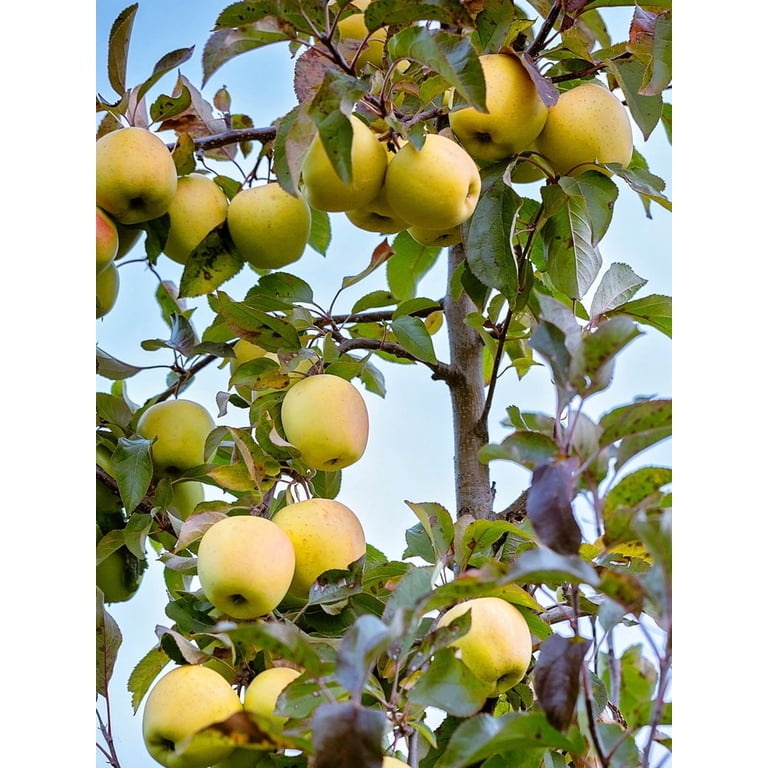 Expert Gardener 2-3 ft. Tall Stayman Winesap Semi Dwarf Apple Live