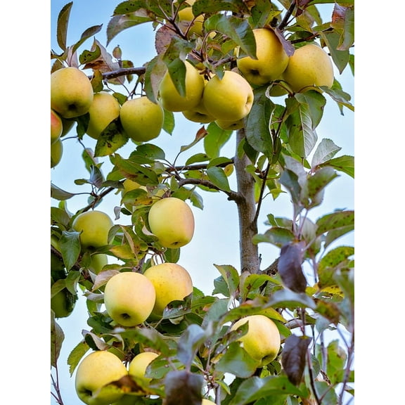 Expert Gardener 2-3 ft. Tall Stayman Winesap Semi Dwarf Apple Live Tree in 3- Gallon Grower Pot
