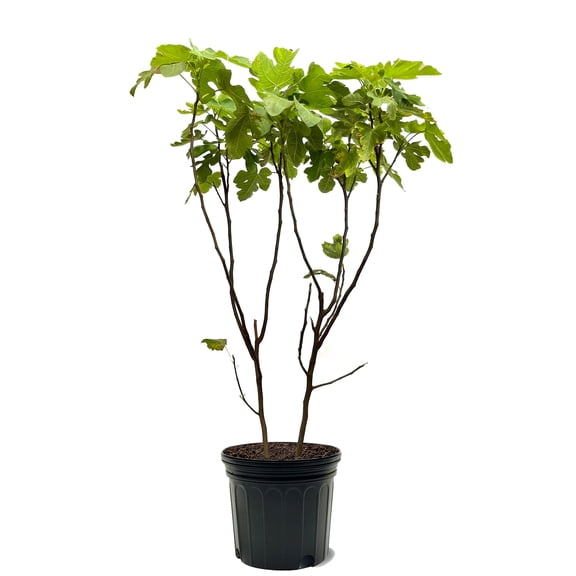 Expert Gardener 2-3 ft tall LSU Purple Fig Live Tree in 5-Gallon Grower Pot