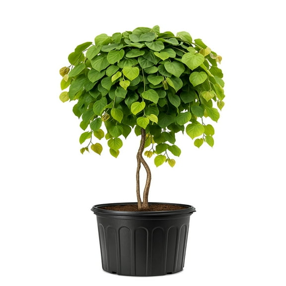 Expert Gardener 2-3 ft. tall Lavender Twist Redbud Tree in 5- Gallon Grower Pot