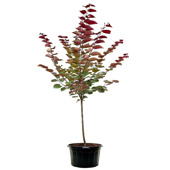 Expert Gardener 2-3 ft. tall Merlot Redbud Tree in 5- Gallon Grower Pot