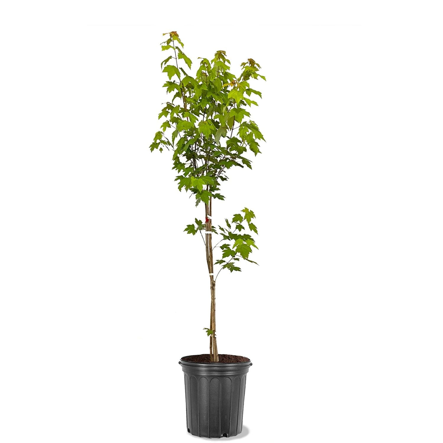 Expert Gardener 2-3 ft. tall Sienna Glenn Maple Live Tree in 5- Gallon Grower Pot