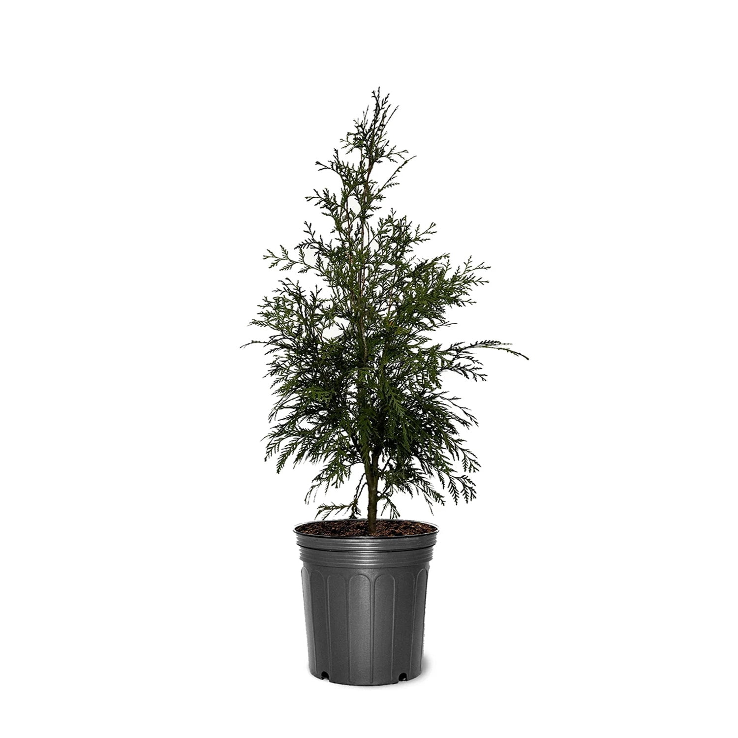 Expert Gardener 2-3 ft. tall Thuja Tall Guy Live Tree