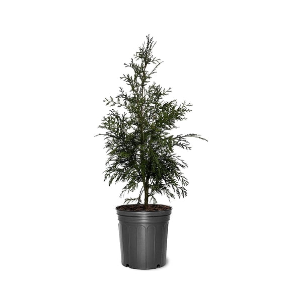 Expert Gardener 2-3 ft. tall Thuja Tall Guy Live Tree
