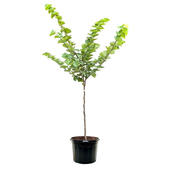Expert Gardener 2-3 ft. tall White Pom Pom Redbud Tree in 5- Gallon Grower Pot