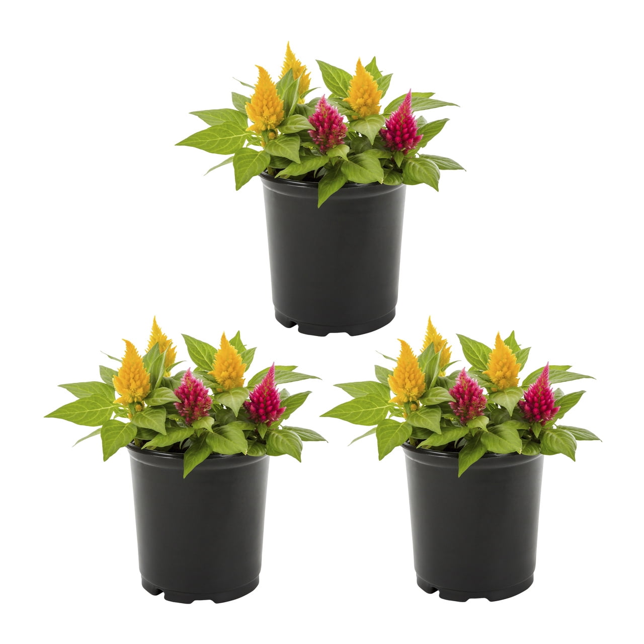 Expert Gardener Celosia Live Annual Plant, 2QT Grower Pot, Multicolor Mix, 3-Pack, Full Sun