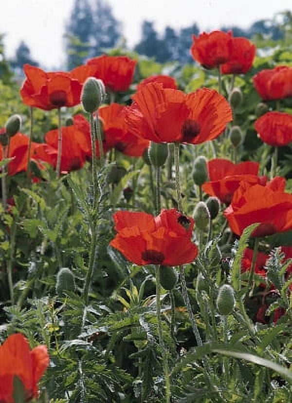 【TBR】ホメオパシー　ザボーニングハウゼンレパートリー Ver 4.0 Expert Gardener 2.5 Quart Orange Papaver 'Oriental Poppy