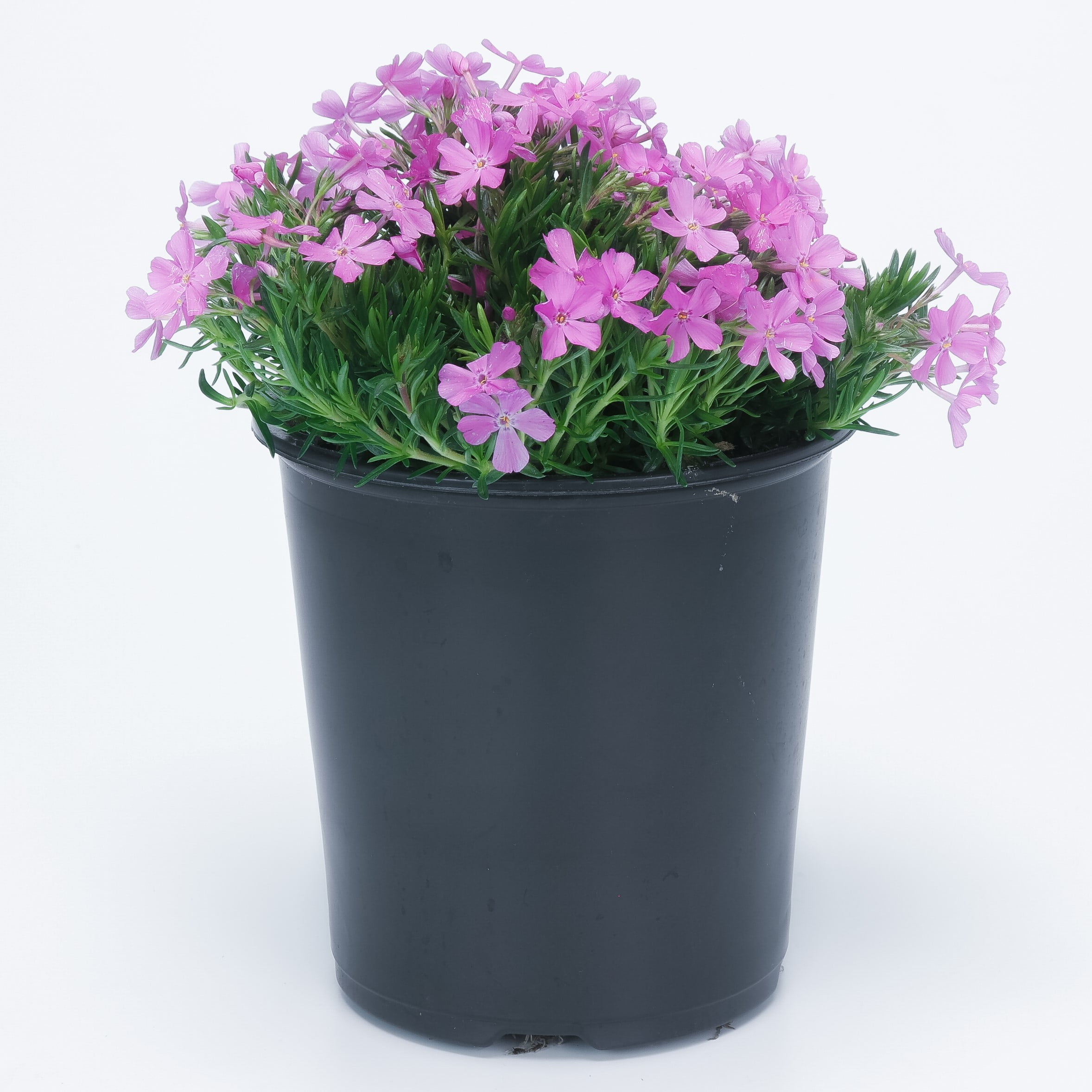 Expert Gardener 2.5 Quart Multicolor Creeping Phlox Perennial