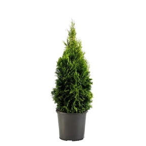 Expert Gardener 2.5 Quart Emerald Green Arborvitae Live Shrub