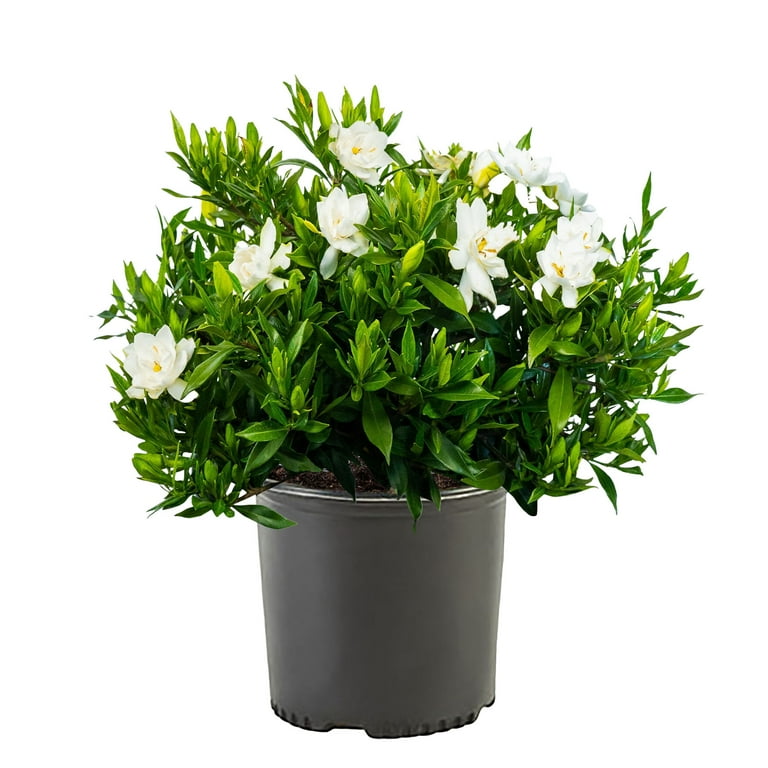 Expert Gardener 2.5 Quart Gardenia Frostproof Live Shrub - Walmart.com