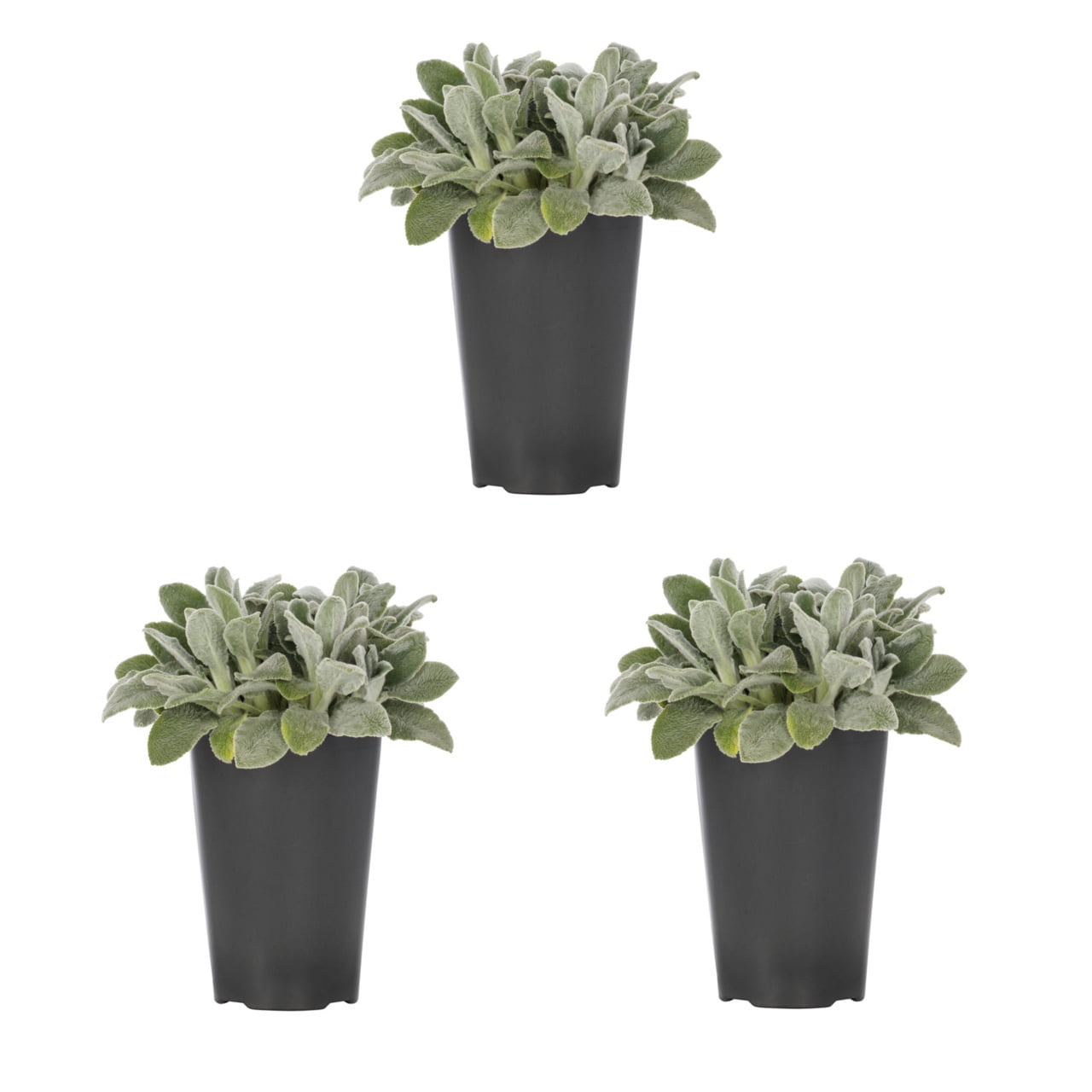 Expert Gardener 2QT Silver Stachys Live Perennial Plant Sun 3 -Pack