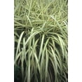 thumbnail image 1 of Expert Gardener 2.5 Quart Miscanthus Cabaret Perennial Ornamental Grass Outdoor Live Plants Full Sun, 1 of 5
